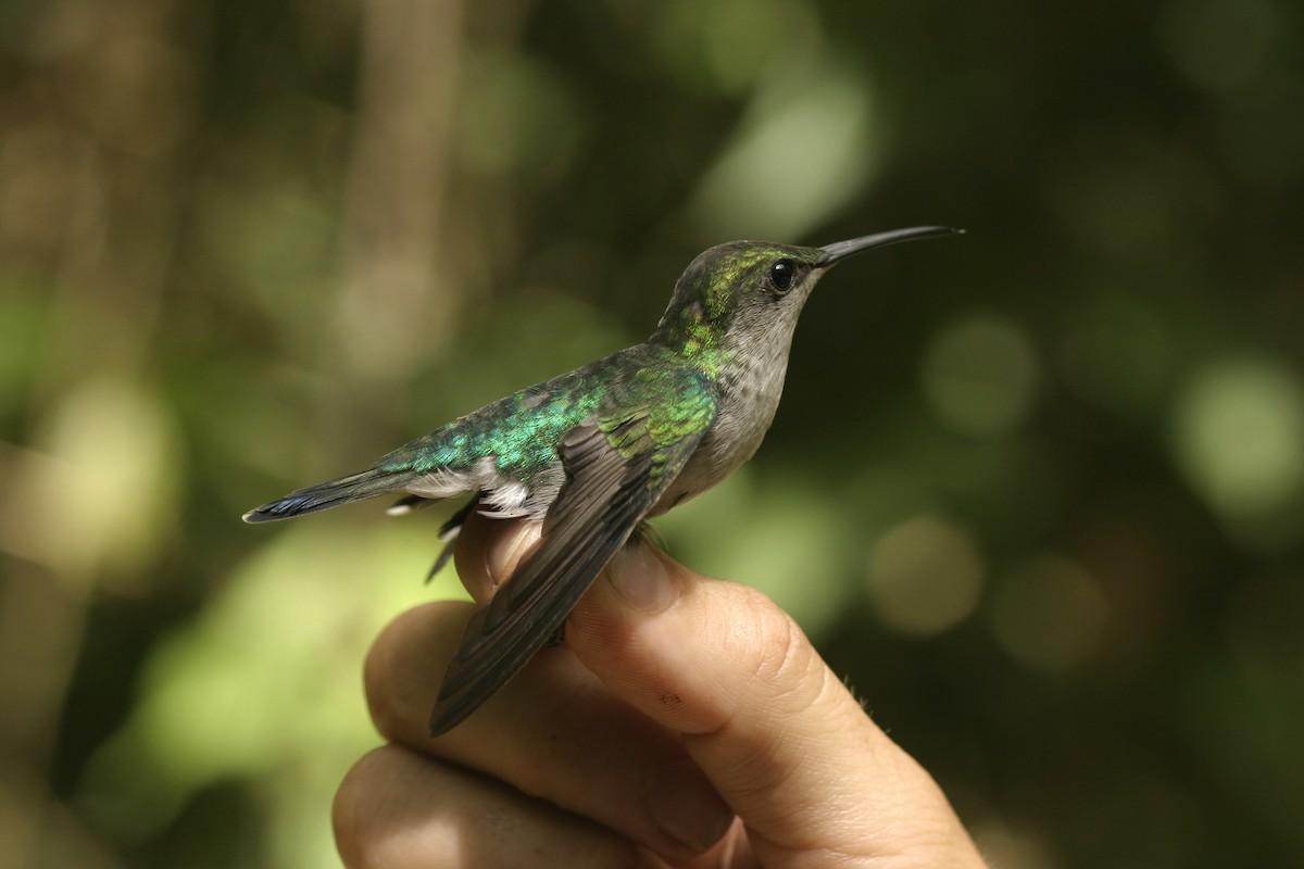 kolibřík nymfový - ML222413621