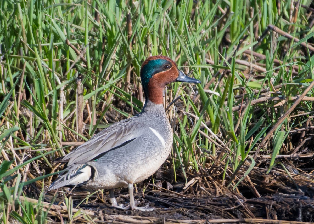 Green-winged Teal - ML222414551