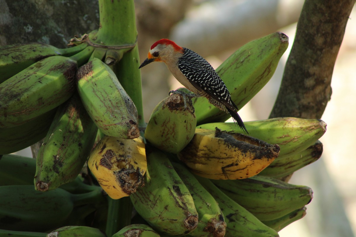 Yucatan Woodpecker - Angel Castillo Birdwatching Guide