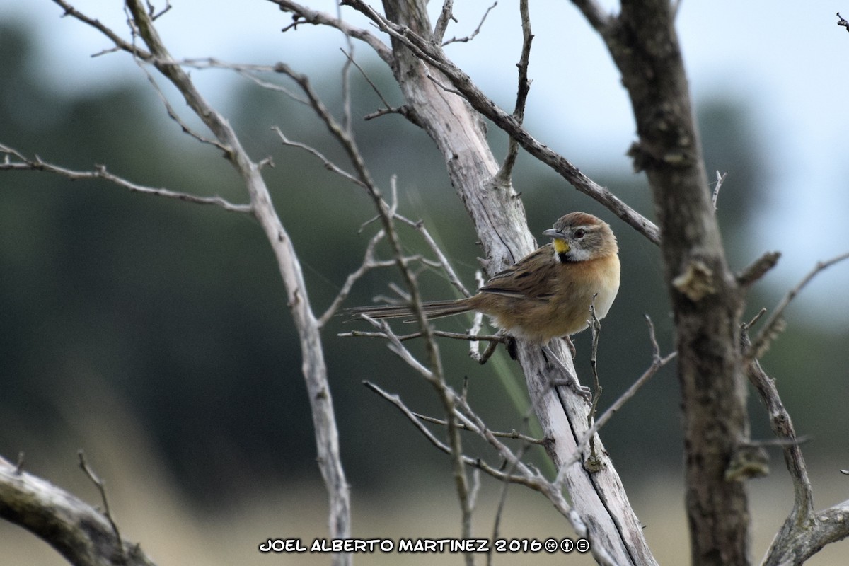 Chotoy Spinetail - ML222421411