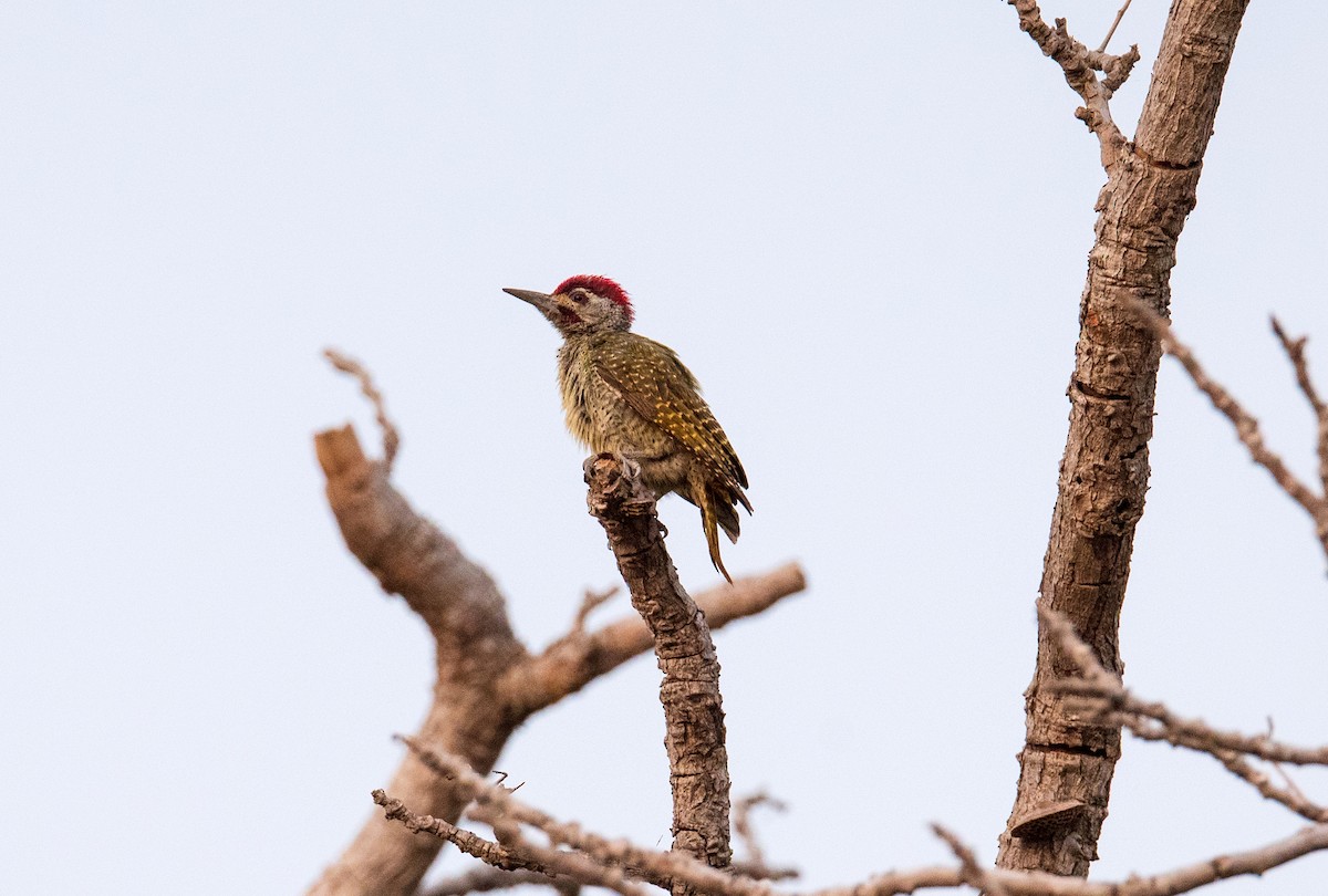 Fine-spotted Woodpecker - Shailesh Pinto