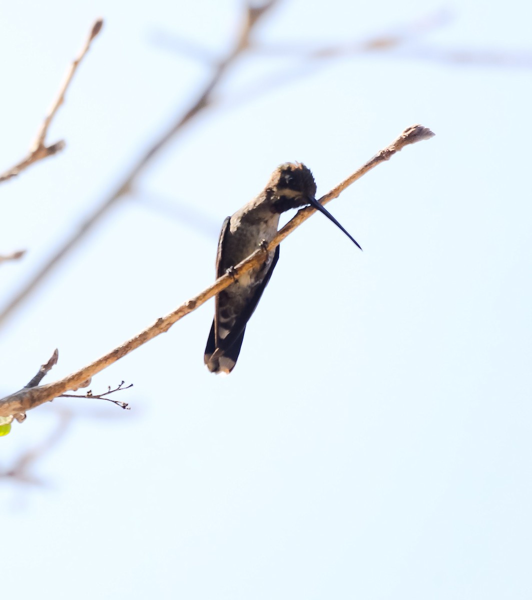 kolibřík hvězdohrdlý - ML222422961