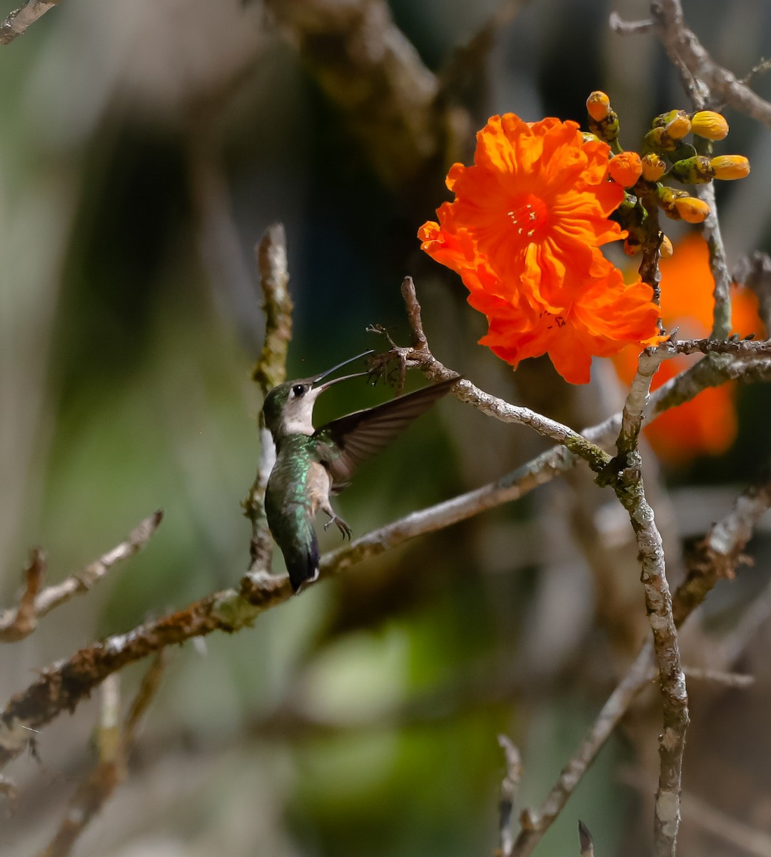 Ruby-throated Hummingbird - Isaias Morataya