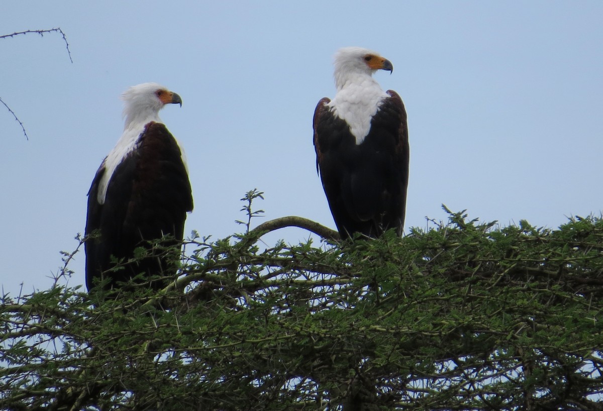 African Fish-Eagle - ML22242411