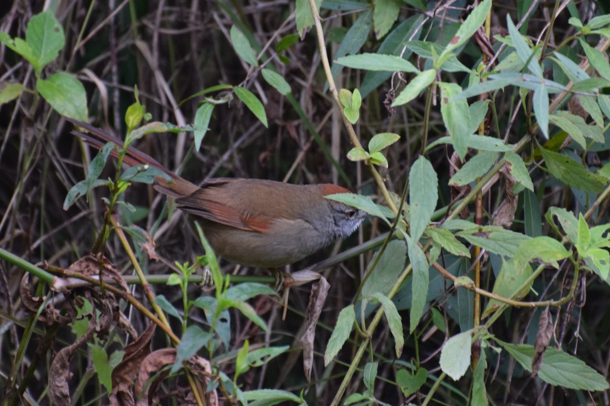Sooty-fronted Spinetail - Joel Martinez