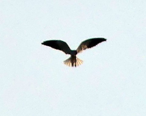 Black-winged Kite - ML222428041