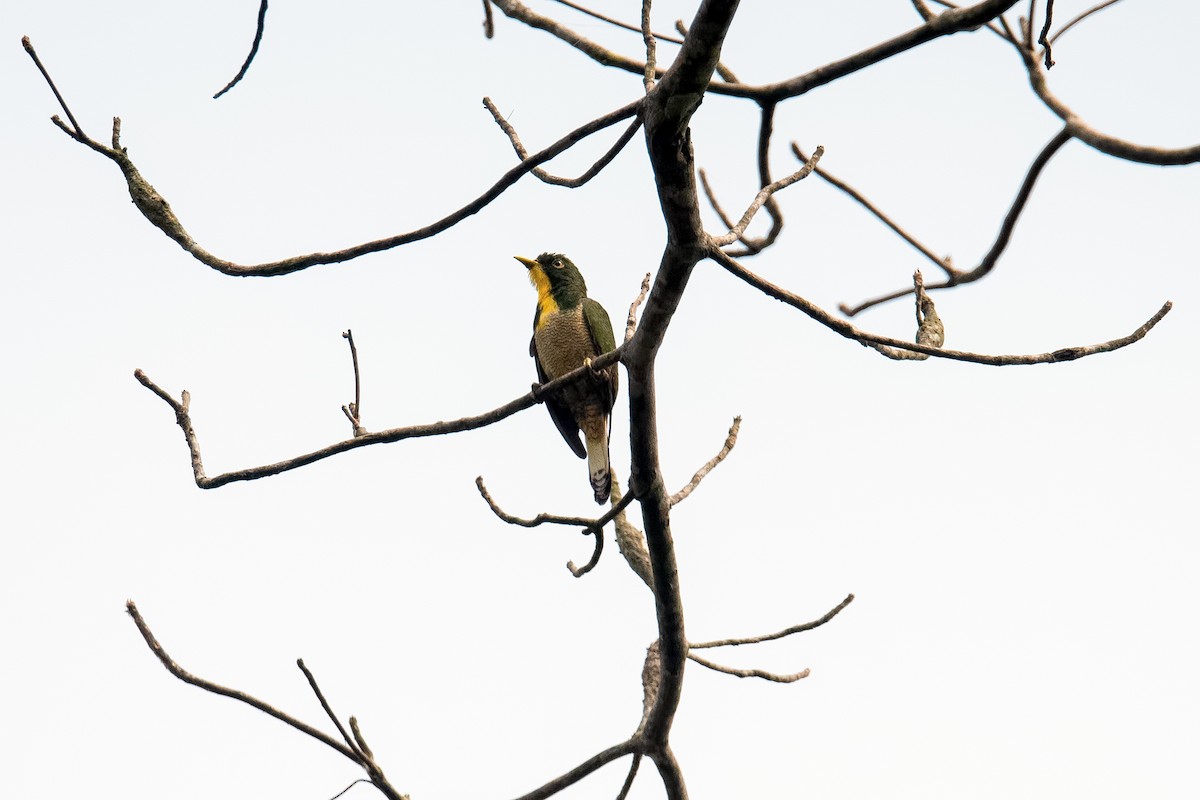 Yellow-throated Cuckoo - ML222428561