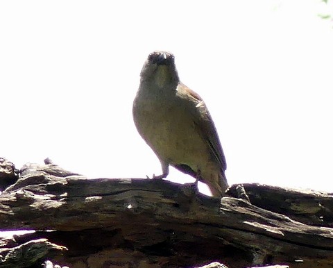 Northern Gray-headed Sparrow - ML222430111