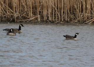Cackling Goose (Richardson's), ML222430301