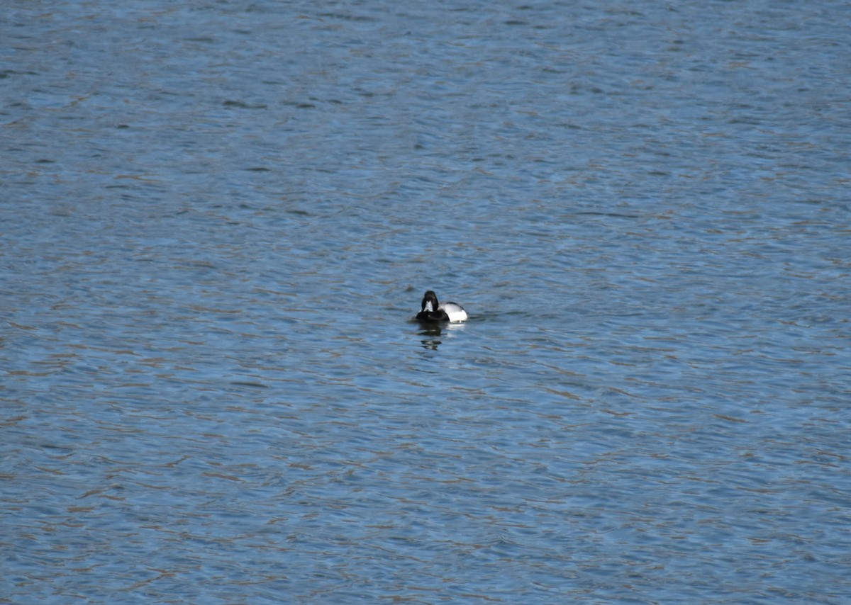 Greater Scaup - ML222430791