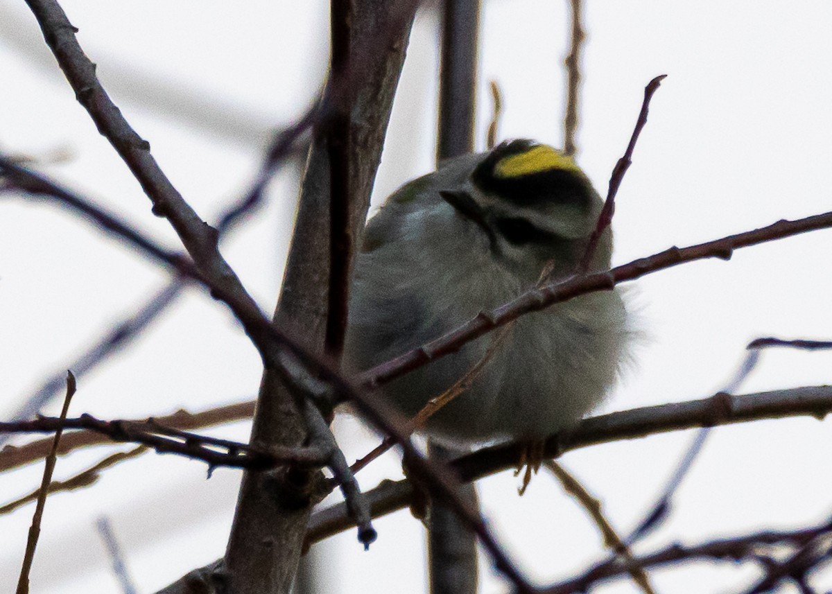 Golden-crowned Kinglet - Luc Tremblay