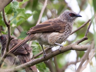 Hartlaub's Babbler - eBird