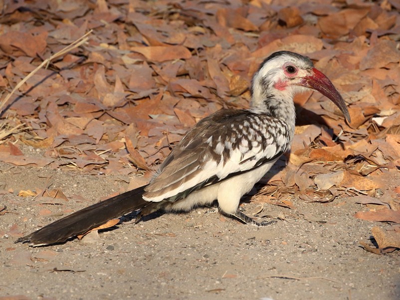 Damara Red-billed Hornbill - Charley Hesse TROPICAL BIRDING