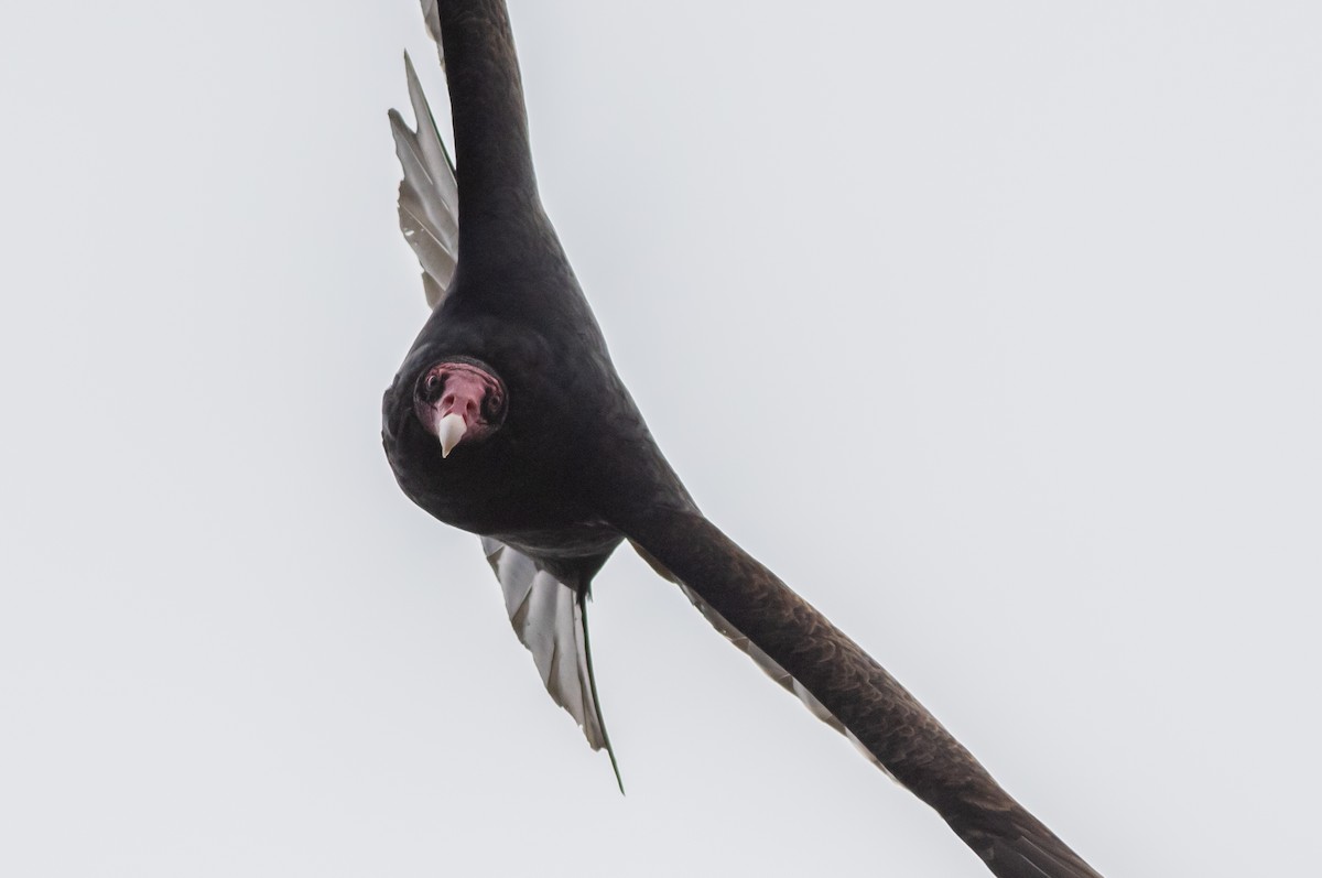 Turkey Vulture - ML222452901