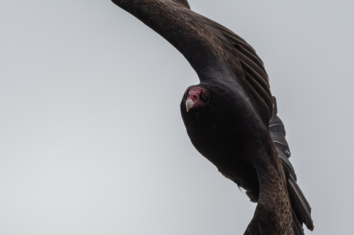 Turkey Vulture - Joachim Bertrands
