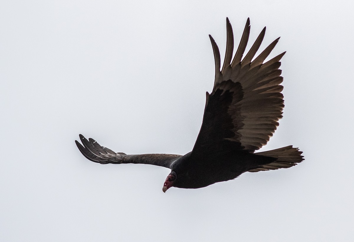 Turkey Vulture - ML222452931