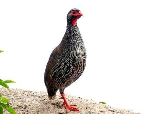 Red-necked Spurfowl - ML222454151