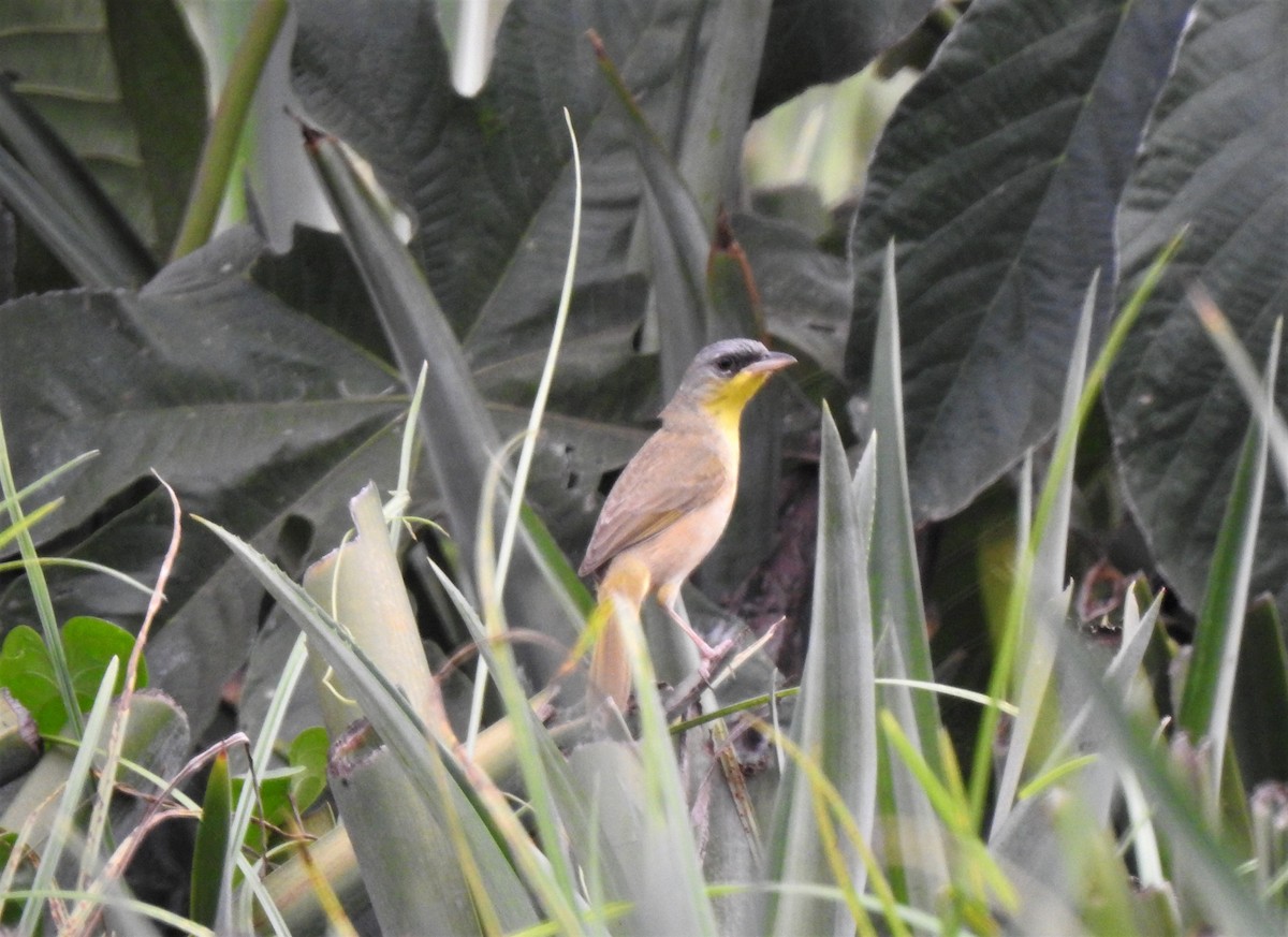 Gray-crowned Yellowthroat - Heidi  Viteri