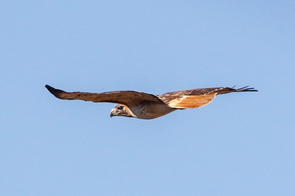 Red-tailed Hawk (fuertesi) - ML222459701