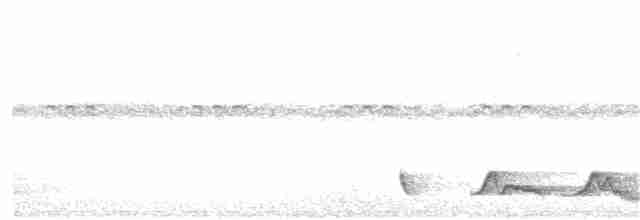 Carolinanachtschwalbe - ML222461681