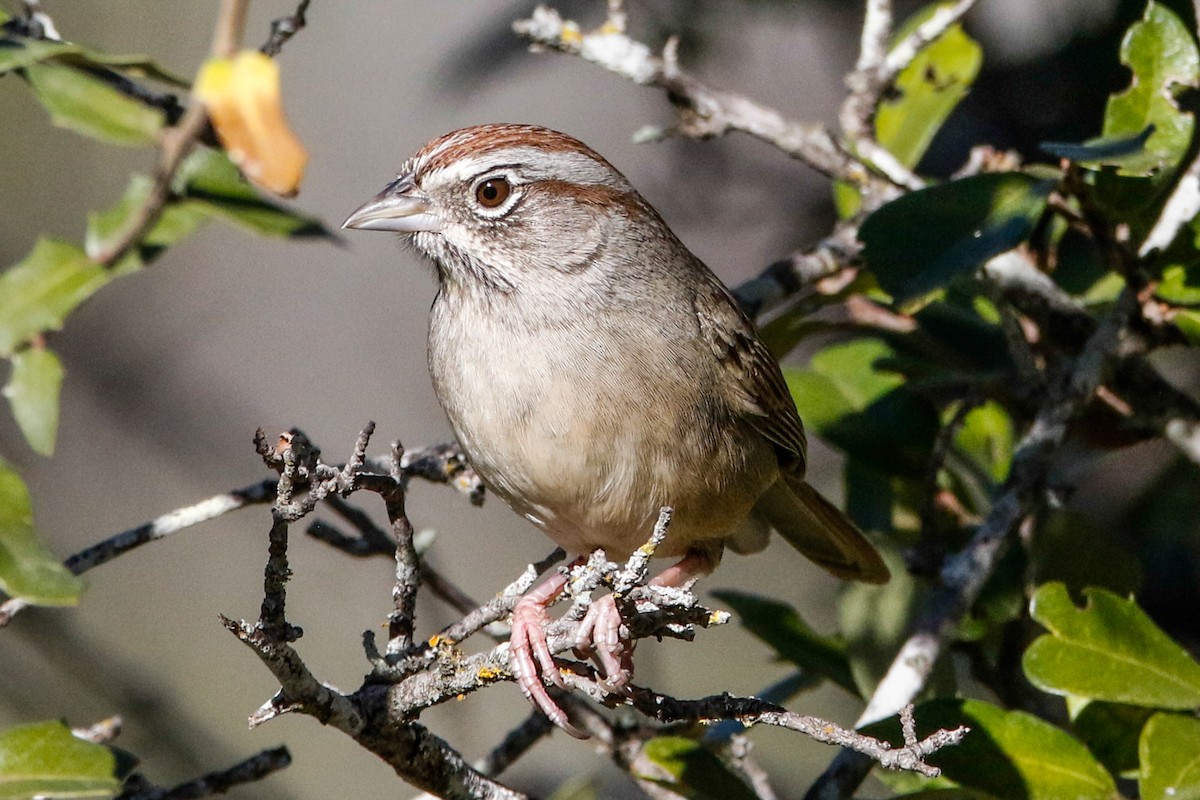 Rufous-crowned Sparrow - Byron Stone