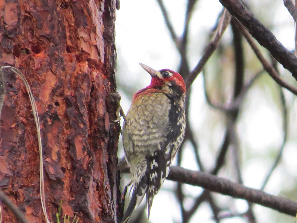 Red-breasted Sapsucker - ML22246901