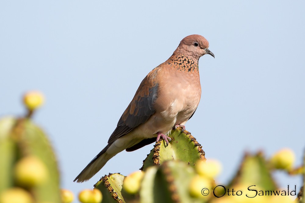 Meaning Of Turtle Dove In Spanish