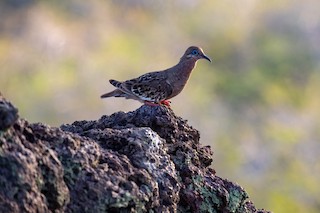 Galapagos Dove, ML222476461