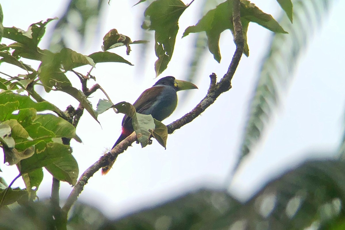 Gray-breasted Mountain-Toucan - ML222480571