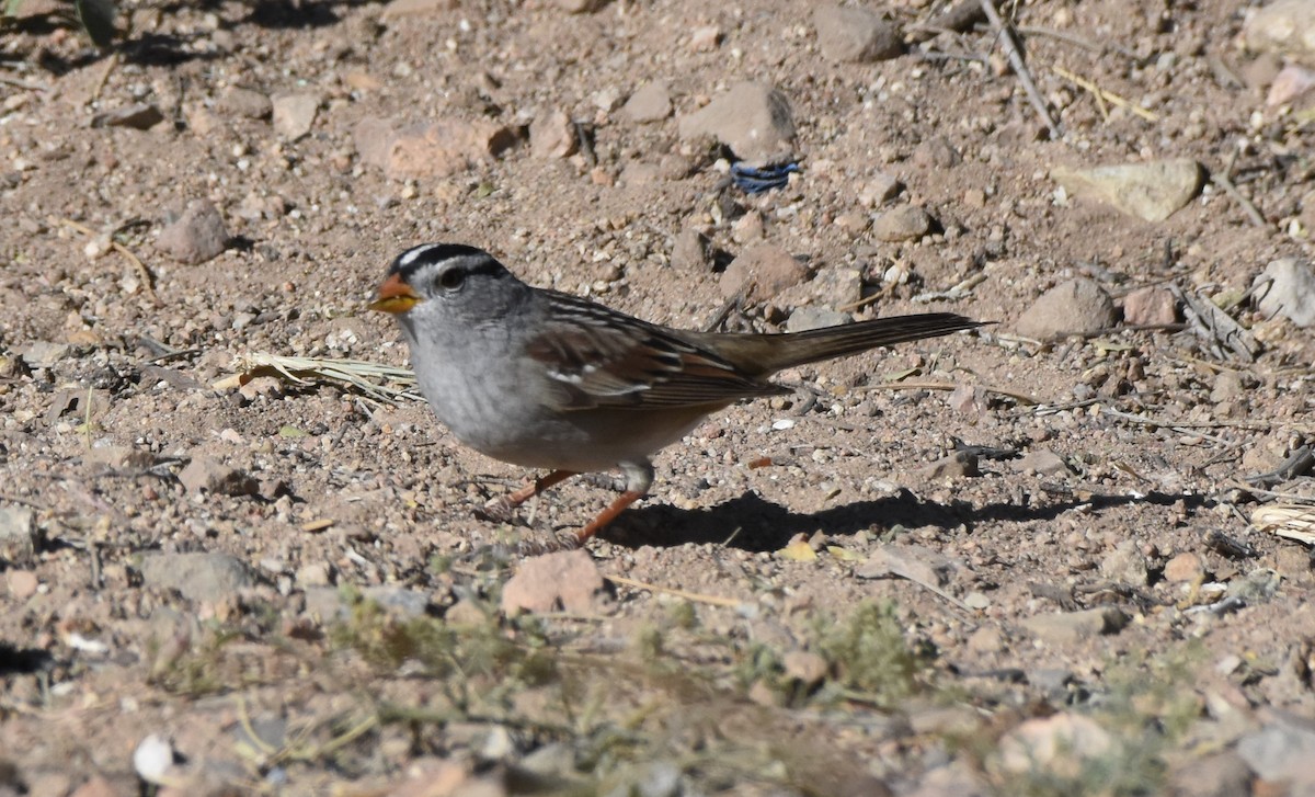 White-crowned Sparrow - ML222480981