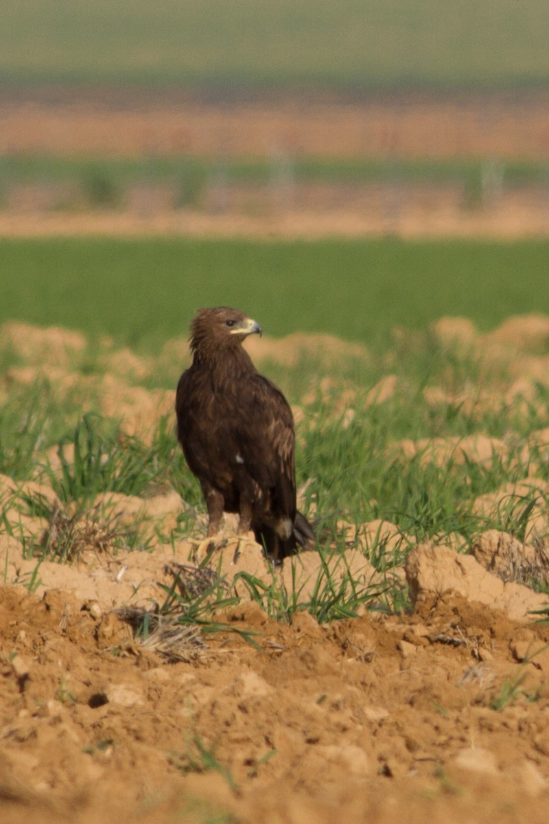 Lesser Spotted Eagle - ML22248121