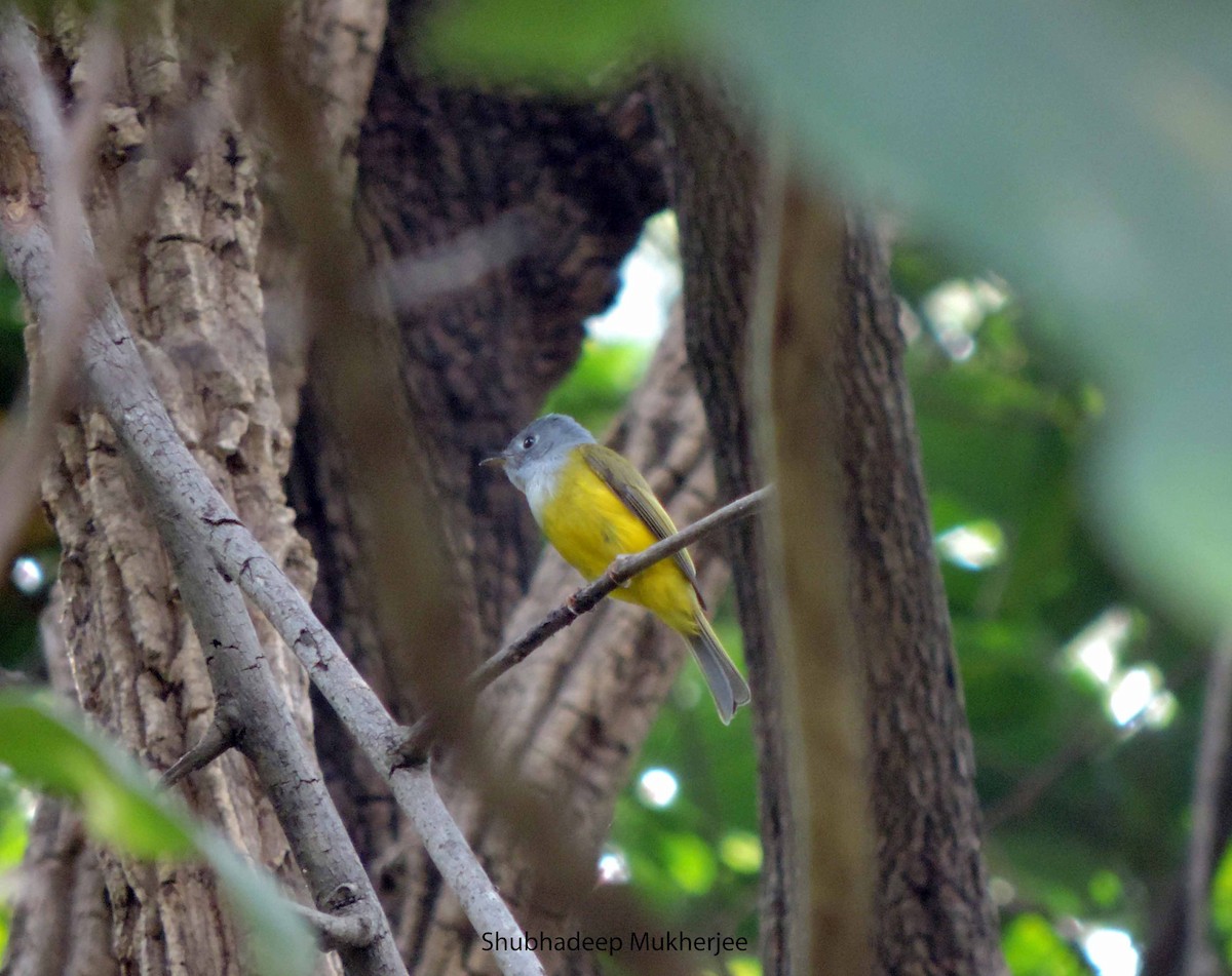 Gray-headed Canary-Flycatcher - Shubhadeep  Mukherjee