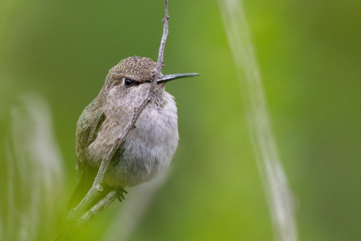 Costa's Hummingbird - ML222486741