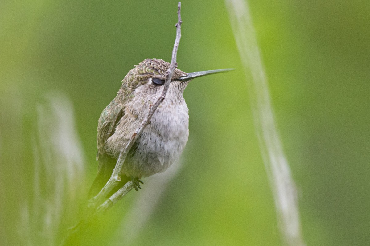 Costa's Hummingbird - ML222486761