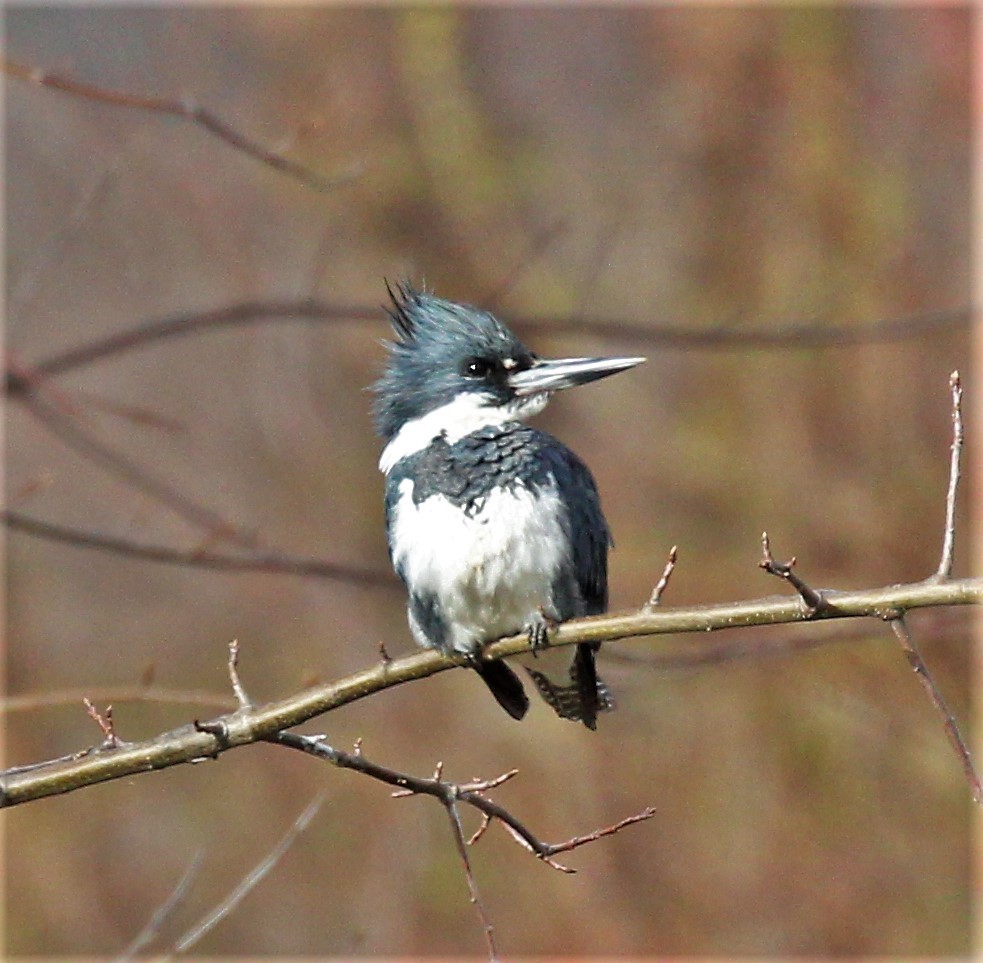 Belted Kingfisher - ML222487441