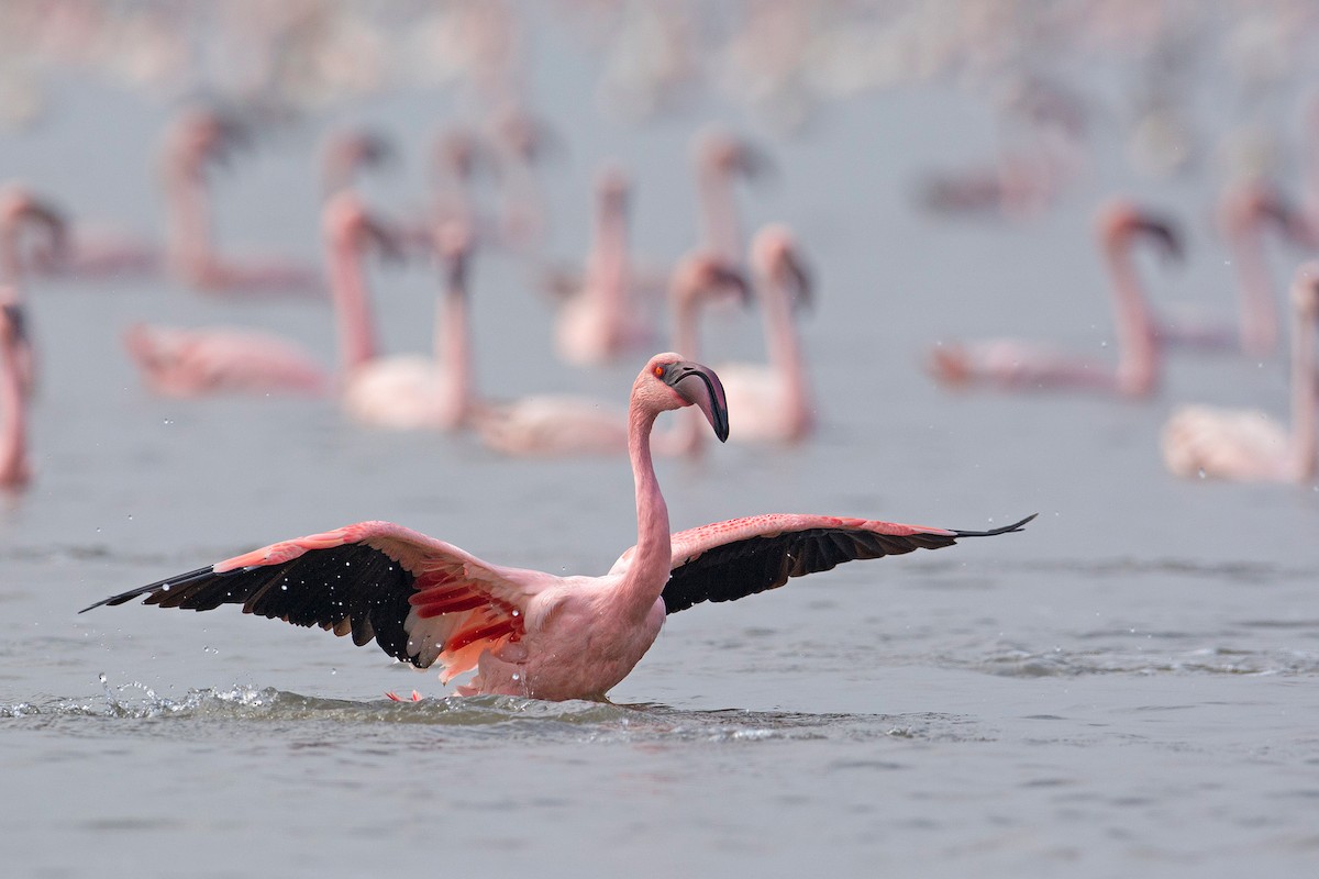 Lesser Flamingo - ML222494811