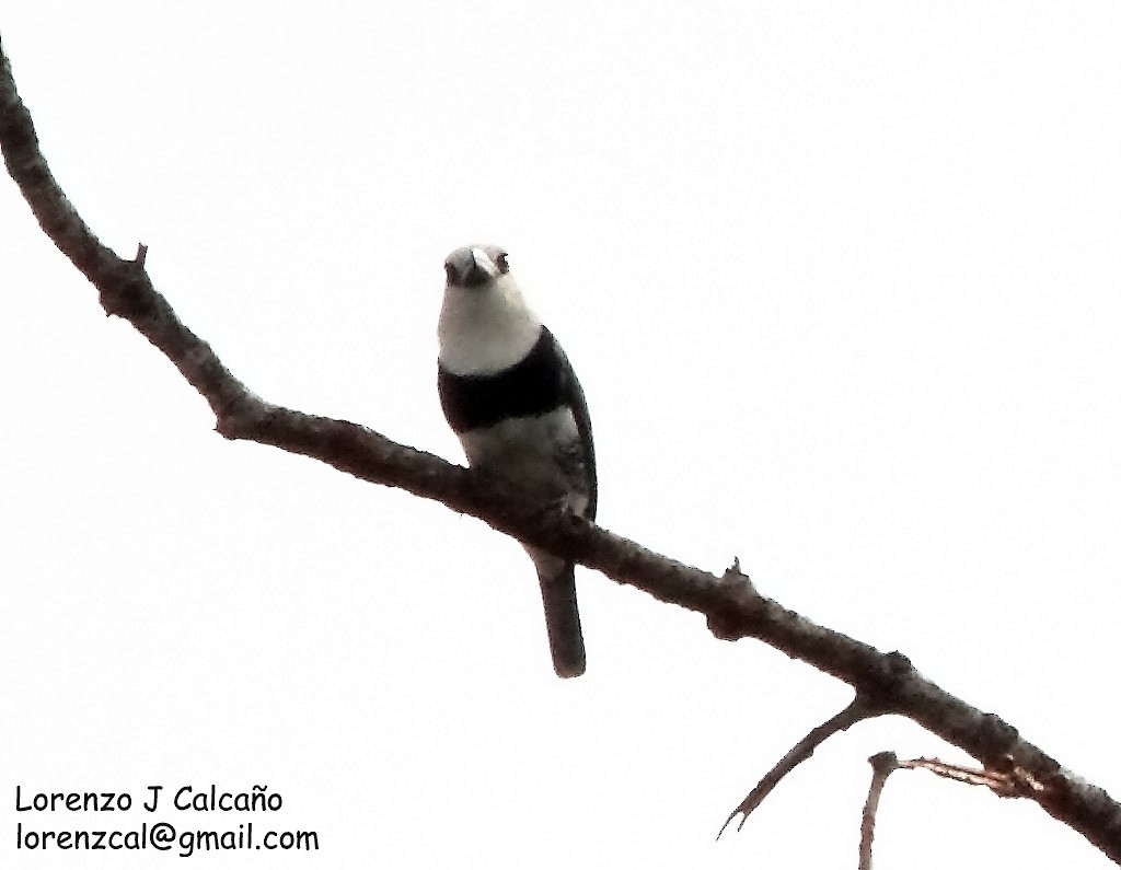 White-necked Puffbird - ML222499731