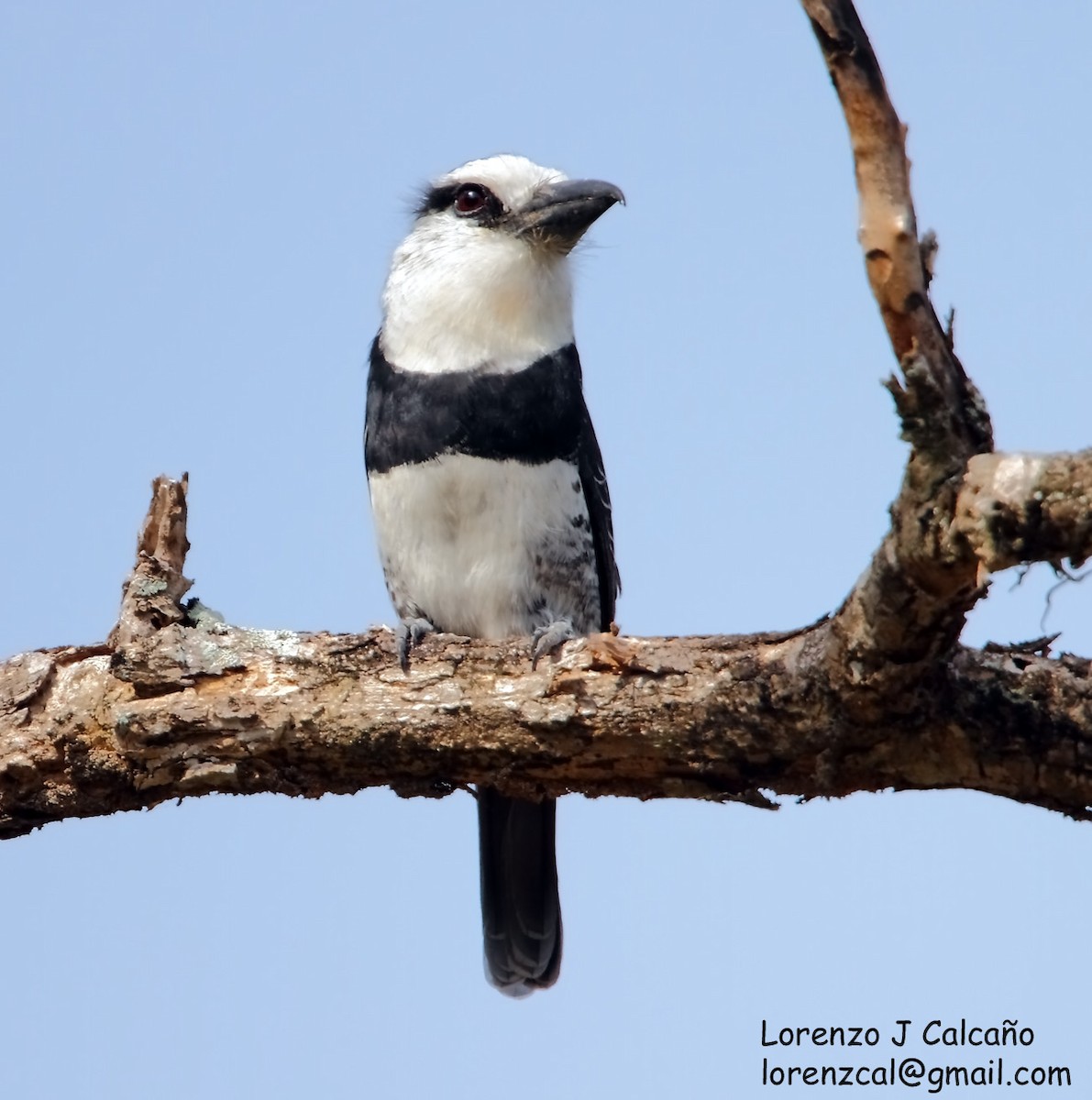 White-necked Puffbird - ML222500021