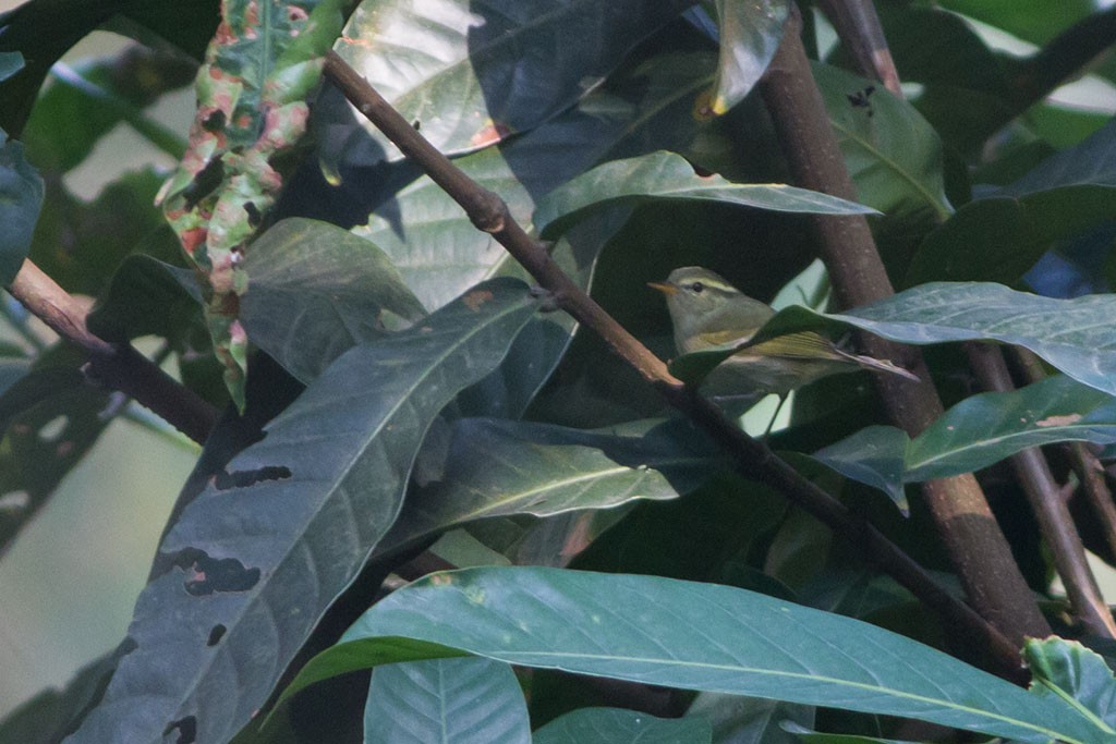 Yellow-browed Warbler - Dibyendu Ash