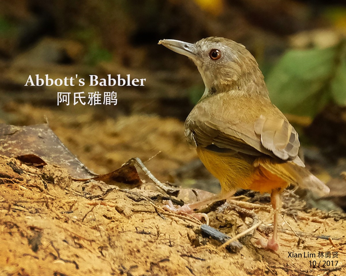 Abbott's Babbler - Lim Ying Hien