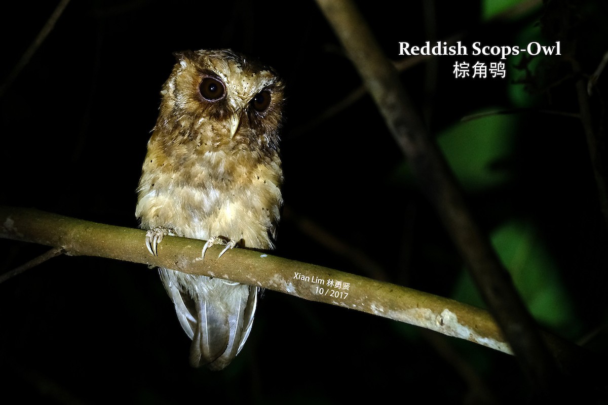 Reddish Scops-Owl - Lim Ying Hien