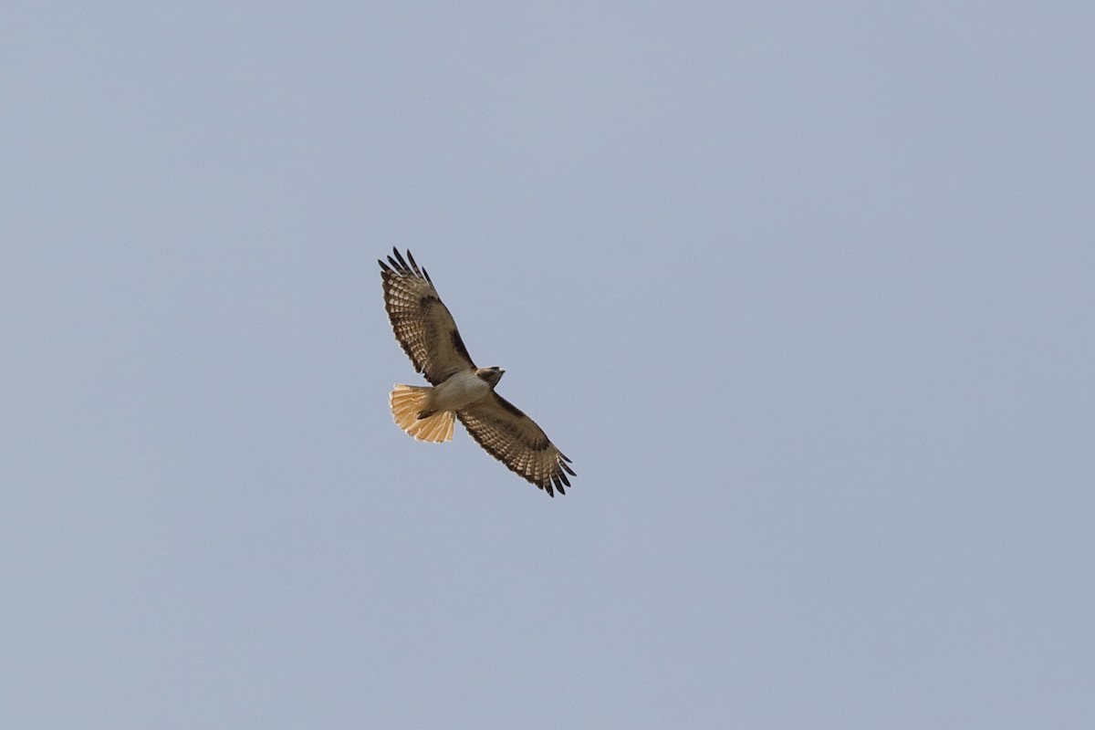 Red-tailed Hawk - ML222511981
