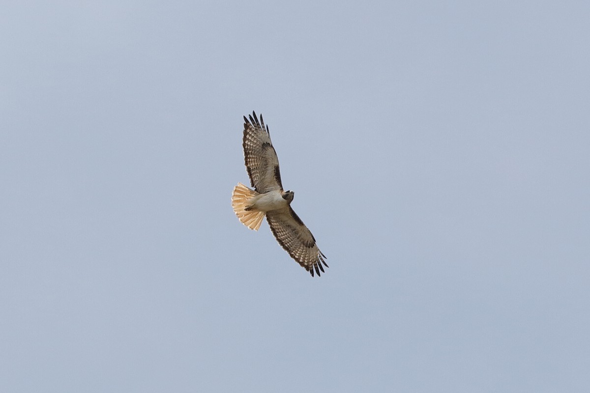 Red-tailed Hawk - Holger Teichmann