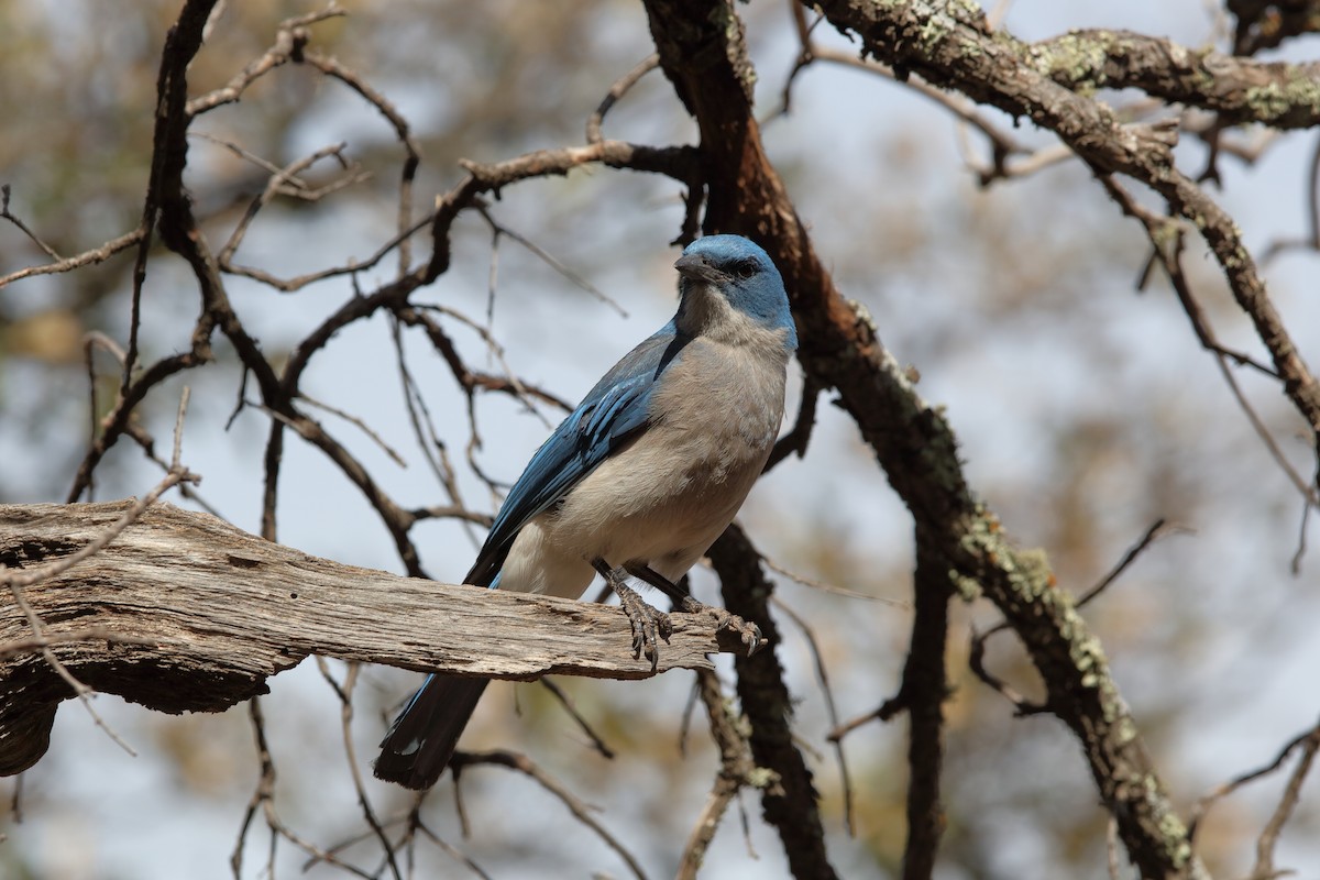 Mexican Jay - ML222512161