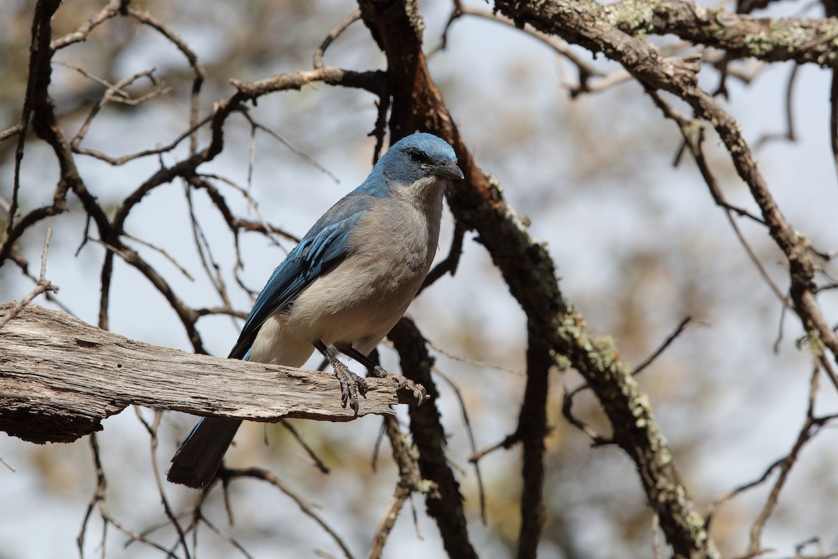 Mexican Jay - ML222512171