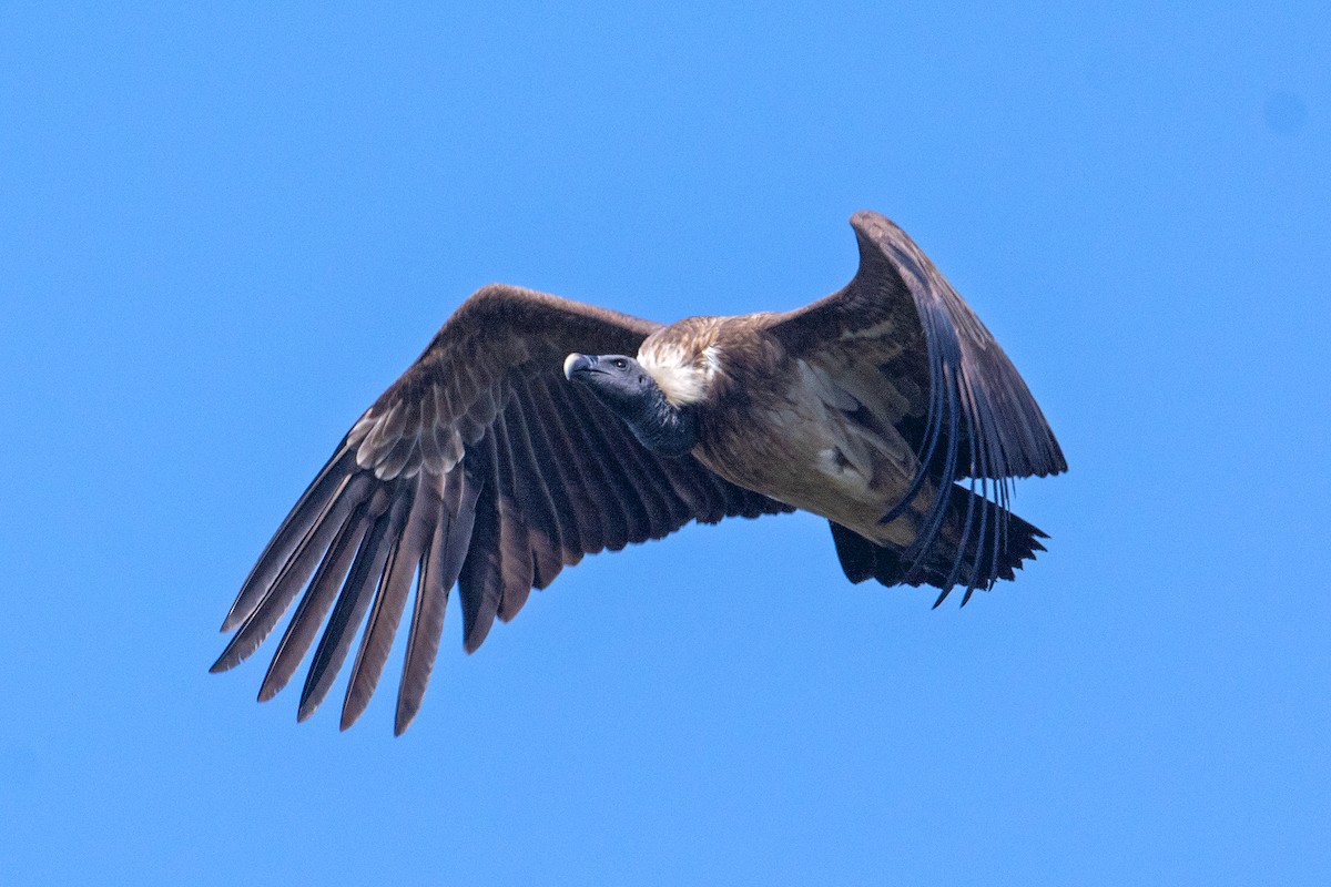 Slender-billed Vulture - Aseem Kothiala