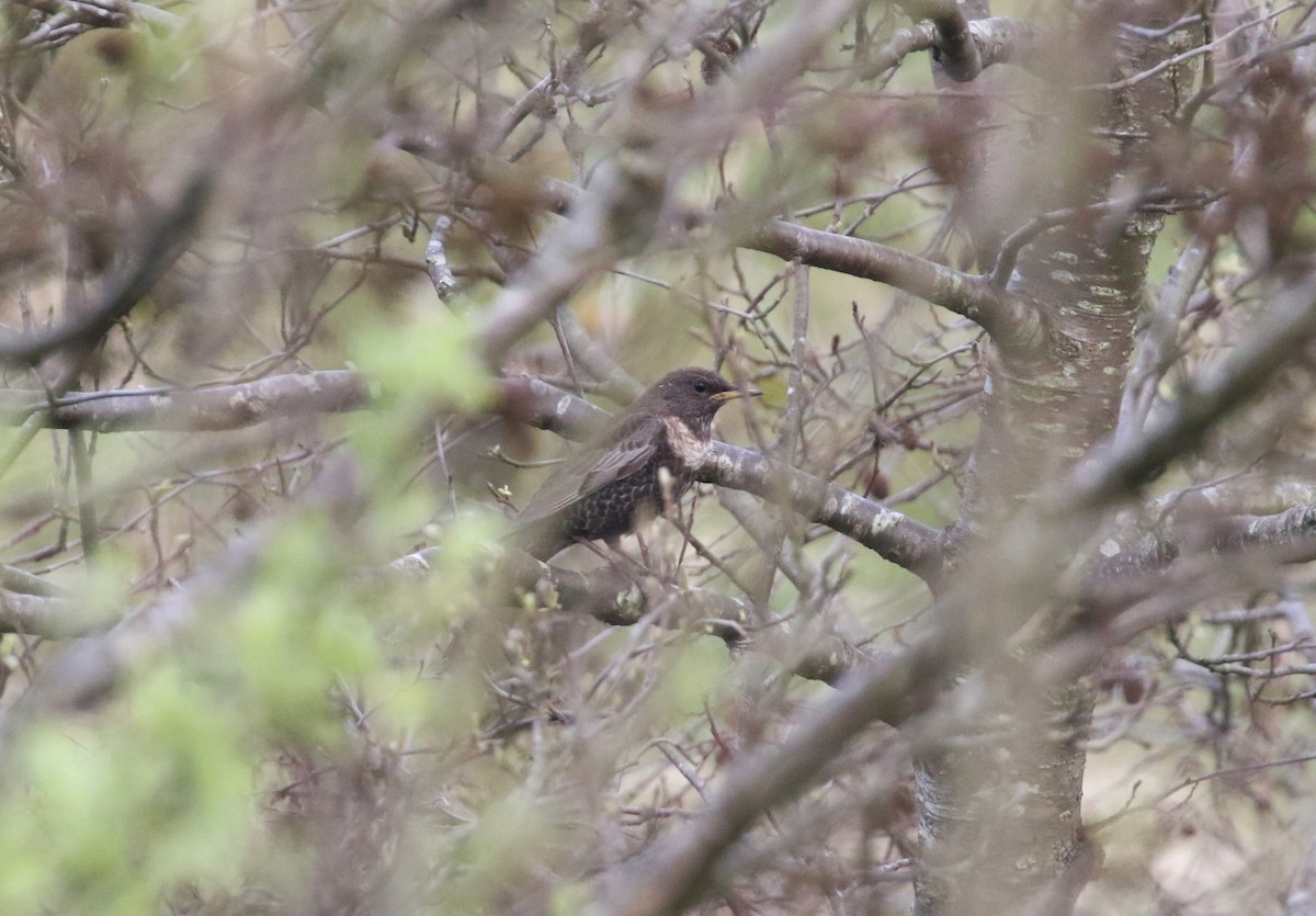 Ring Ouzel (Northern) - ML222515611
