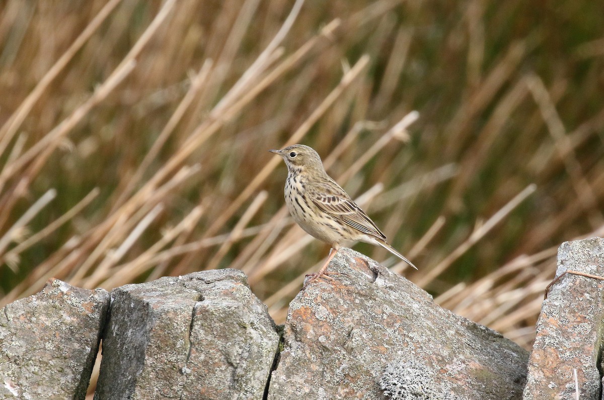 Meadow Pipit - ML222516041