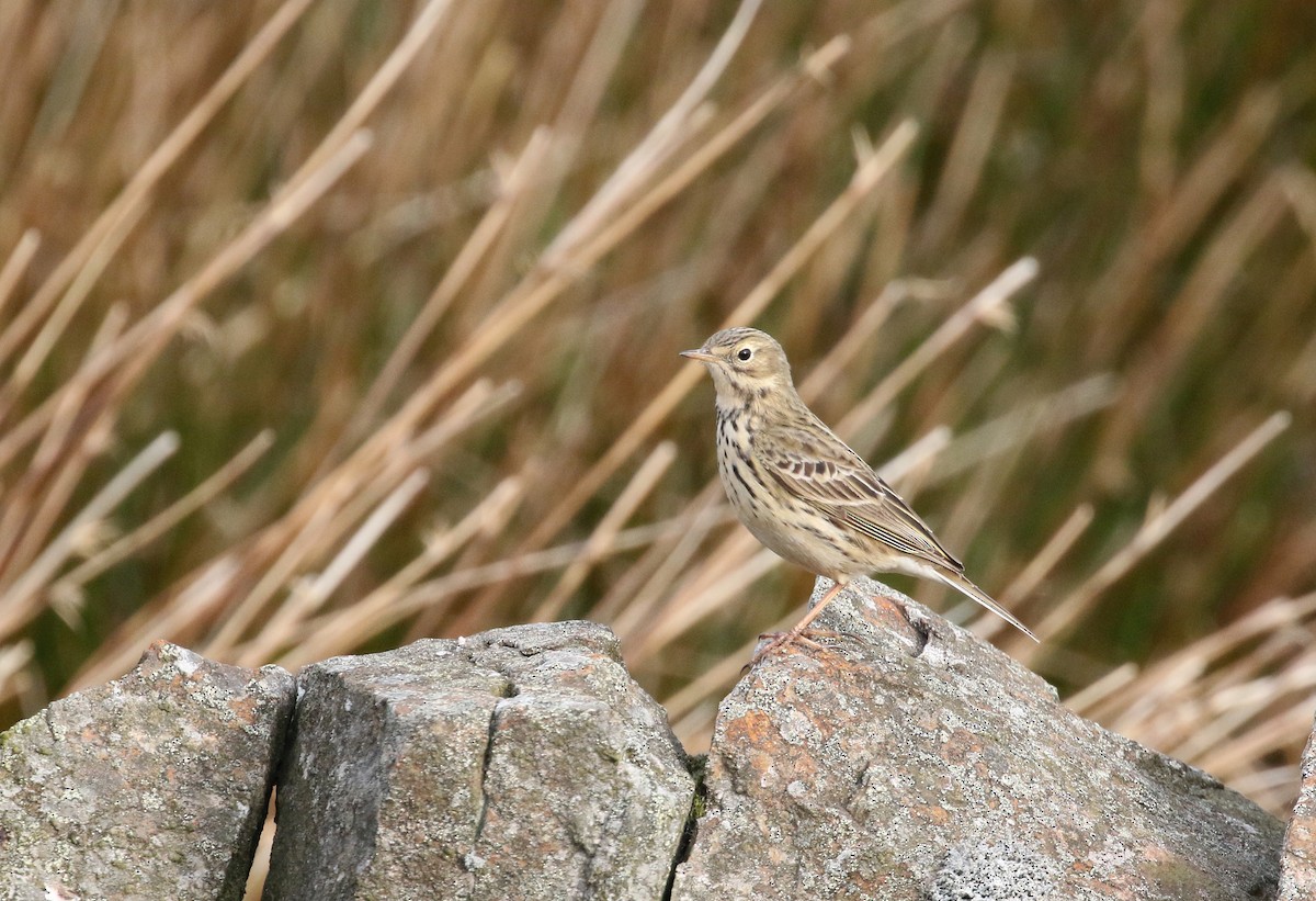 Meadow Pipit - ML222516061