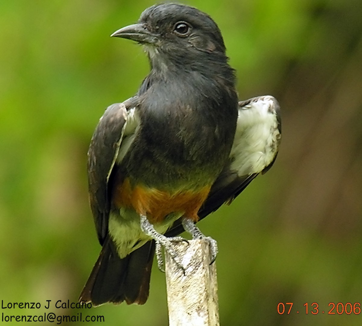 Swallow-winged Puffbird - Lorenzo Calcaño